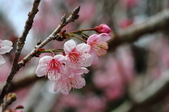 Enlarge photo 126