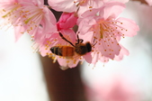 Enlarge photo 122