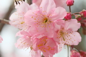 Enlarge photo 118