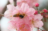 Enlarge photo 117