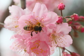 Enlarge photo 116