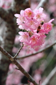 Enlarge photo 114