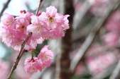 Enlarge photo 112
