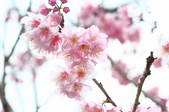 Enlarge photo 111