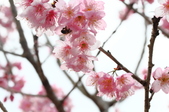 Enlarge photo 110