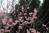 Enlarge photo 104