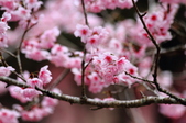 Enlarge photo 86