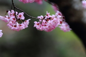Enlarge photo 85