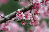 Enlarge photo 84