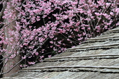 Enlarge photo 77