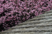Enlarge photo 74
