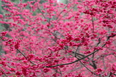 Enlarge photo 75