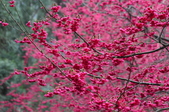 Enlarge photo 73