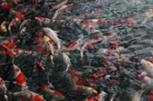 Enlarge photo 28