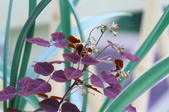 Enlarge photo 53