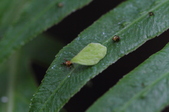 Enlarge photo 43