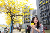20150308黃花風鈴木
