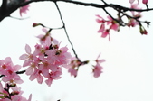 Enlarge photo 105