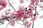 Enlarge photo 104