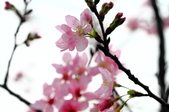Enlarge photo 102