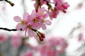 Enlarge photo 97