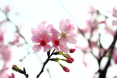 Enlarge photo 95