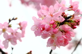 Enlarge photo 93