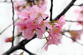 Enlarge photo 92