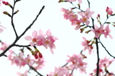 Enlarge photo 87