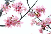 Enlarge photo 86