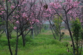 Enlarge photo 83