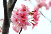 Enlarge photo 84