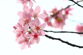 Enlarge photo 82
