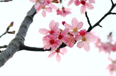 Enlarge photo 81