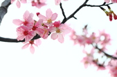 Enlarge photo 79