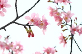 Enlarge photo 78