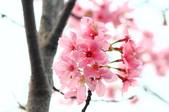Enlarge photo 77