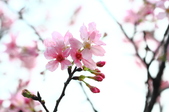 Enlarge photo 75