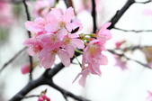 Enlarge photo 73