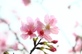Enlarge photo 72