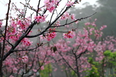 Enlarge photo 70