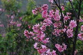 Enlarge photo 69