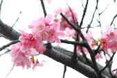 Enlarge photo 65