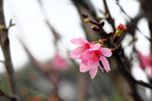 Enlarge photo 63