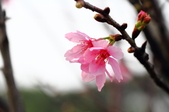 Enlarge photo 62