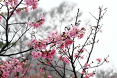 Enlarge photo 61