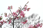 Enlarge photo 60