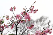 Enlarge photo 59