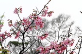 Enlarge photo 55