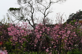 Enlarge photo 52